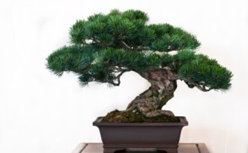 Bonsai 46 0 Bonsai 2